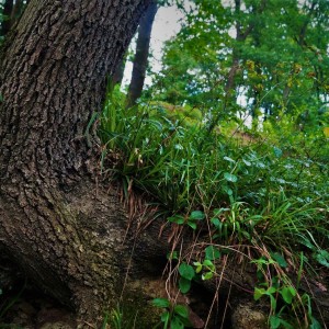 nature2